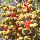 Berzelia abrotanoides 